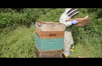 آموزش حرفه ای زنبور داری
