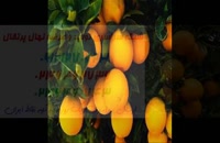 نهال پرتقال  09121270623 - خرید نهال پرتقال - فروش نهال پرتقال - قیمت نهال پرتقال