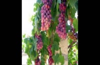 نهال انگور در مشهد 09121270623 - خرید نهال - فروش نهال - قیمت نهال