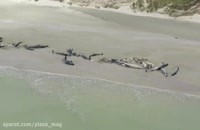خودکشی دسته جمعی 145 نهنگ در سواحل نیوزیلند - پلازامگ