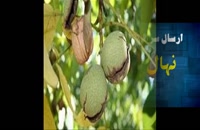نهال گردو چندلر در اصفهان 09121270623 - خرید نهال - فروش نهال - قیمت نهال