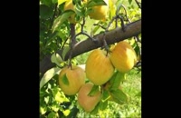 نهال سیب در مشهد 09121270623 - خرید نهال - فروش نهال - قیمت نهال