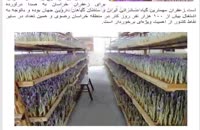 طرح توجیهی پرورش زعفران در گلخانه (کشت به روش ایروپونیک) ویرایش سال 97 قابل ارائه به سامانه کارا و راه اندازی گلخانه