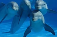 10  تا از واقعیت های جالب درباره دلفین ها