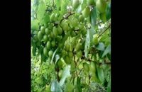 نهال گوجه سبز در تهران 09121270623 - خرید نهال - فروش نهال - قیمت نهال