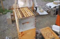 آموزش کامل زنبورداری در 118فایل 02128423118-09130919448-wWw.118File.Com