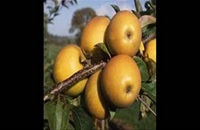 نهال سیب در سنندج 09121270623 - خرید نهال - فروش نهال - قیمت نهال