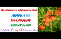 فروش درخت حاج کاظمی 09120460354