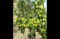 نهال گوجه سبز در مشهد 09121270623 - خرید نهال - فروش نهال - قیمت نهال