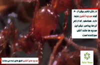 فیلمی جالب از نیش سمی مورچه ها!!