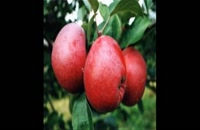نهال سیب در تهران 09121270623 - خرید نهال - فروش نهال - قیمت نهال