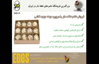 تخم نطفه دار بلدرچین با تضمین در سلامت  و کیفیت تخم