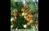 نهال عناب در سنندج 09121270623 - خرید نهال - فروش نهال - قیمت نهال