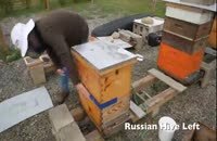 آموزش گام به گام و کامل زنبورداری در وب سایت 118فایل