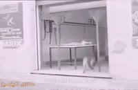 فیلم حیرت انگیز از یک سگ ژرمن شپرت