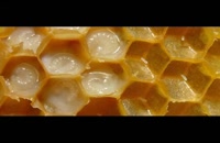 انواع عسل - عسل گون