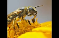انواع عسلهای طبیعی