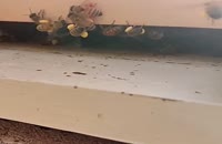 زنبور عسل در حال جمع آوری گرده گل