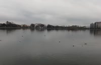 پرنده ها در دریاچه