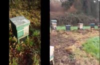 آموزش صفرتا صد زنبورداری بطورکامل درwWw.118File.com