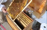 آموزش کامل زنبورداری در www.118File.Com