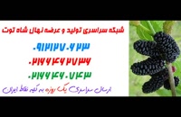 نهال شاه توت در مشهد 09121270623 - خرید نهال - فروش نهال - قیمت نهال