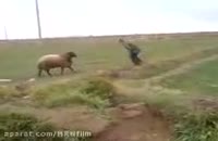 نبرد یک الاغ با یک گوسفند
