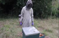 آموزش کامل پرورش زنبورعسل از صفرتا صد در 118file.com