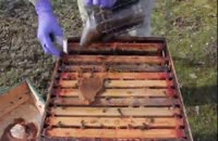 زنبورداری را بطور حرفه ای در wWw.118File.com یاد بگیرید