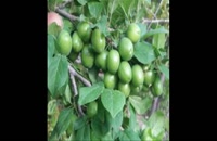 نهال گوجه سبز در سنندج 09121270623 - خرید نهال - فروش نهال - قیمت نهال