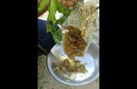 فروش عسل طبیعی وارگانیک و درمانی