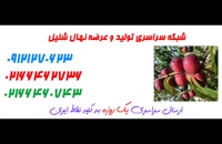 نهال شلیل در اصفهان 09121270623 - خرید نهال - فروش نهال - قیمت نهال