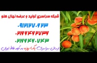 نهال هلو در مشهد 09121270623 - خرید نهال - فروش نهال - قیمت نهال