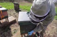 آموزش گام به گام پرورش زنبور عسل در wWw.118File.com