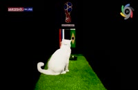 فیلم پیش‌بینی گربه از بازی صربستان-برزیل در جام جهانی 2018