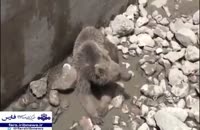 نجات خرس گرفتار در استخر توسط دوست‌داران حیات وحش