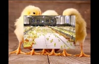 پرورش مرغ تخم گذار درمازندران