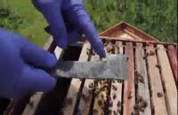 آموزش 0تا100 پرورش زنبورعسل در wWw.118File.Com