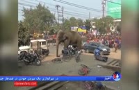 حمله فیل گرسنه به یک روستا در هند
