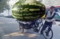 خلاف قاعده بزرگترین هندوانه در جهان