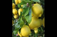 نهال لیمو ترش  09121270623 - خرید نهال لیموترش - فروش نهال لیموترش - قیمت نهال لیموترش