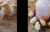 تولید جوجه و مرغ تخم گذار