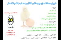 فروش تازه ترین تخم های نطفه دار مرغ و پرندگان زینتی