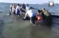 خودکشی بیست و چهار نهنگ در ساحل خلیج کالیفرنیا