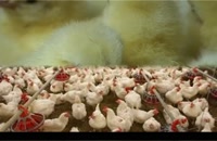صادرات مرغ تخم گذار  مرغ مادر