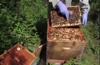 آموزش سیر تا پیاز زنبورداری بصورت گام به گام در 118File.com